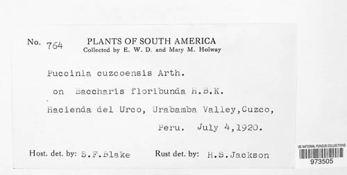 Puccinia cuzcoensis image